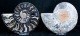 Inch Split Ammonite - Black Beauty #3314-2